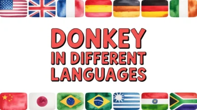 Donkey in Different Languages