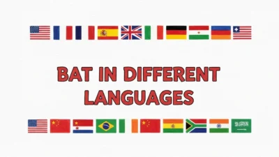 Bat in Different Languages