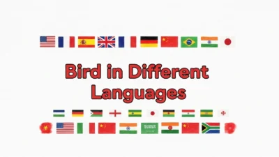Bird in Different Languages