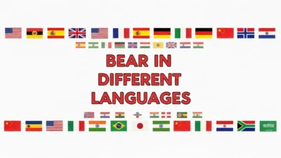 Bear in Different Languages