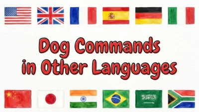 Dog Commands in Other Languages
