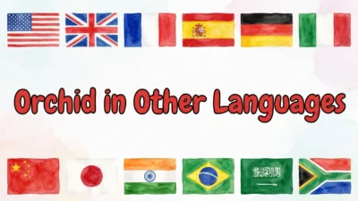 Orchid in Other Languages